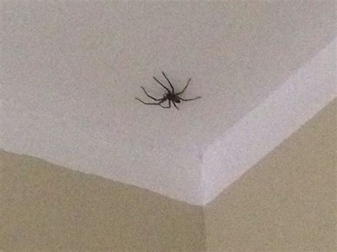 蜘蛛爬到身上 沙發上樑化解